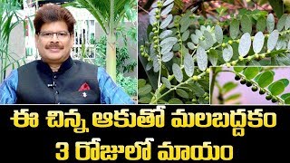 ఈ ఆకు ముద్ద నూరి రోజు అర చెంచా తింటే మలబద్దకం 3 రోజుల్లో మాయం || Nela Usiri Benefits || Dr.M.Manohar