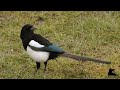 magpie collecting nesting material.