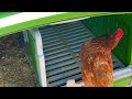 the omlet chicken coop a thorough review and helpful tips