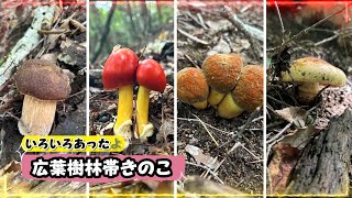 【きのこ狩り】夏の終わりのきのこ　新規開拓