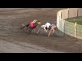 Download FCI Racing World Championship 2016, whippet males In Mp4 3Gp Full HD Video