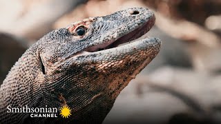 You’re Not Ready for How Playful Komodo Dragons Can Be 🐲 | Smithsonian Channel
