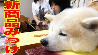 秘密は駄目！秋田犬そうすけ・見っけ・これ僕の♪【VLOG】