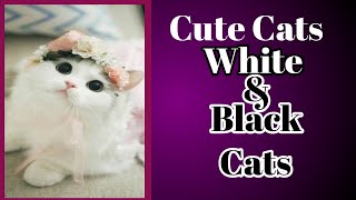 |Cute Cat|Black cat||White Cat||ಮುದ್ದಾದ ಬೆಕ್ಕು|ಕಪ್ಪು ಬೆಕ್ಕು||ಬಿಳಿ ಬೆಕ್ಕು||