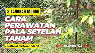 3 Langkah Mudah Cara Perawatan Pala Pasca Tanam