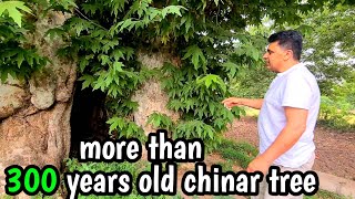 Oldest chinar trees and tribal food.