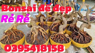 23/2 Phôi mai vàng giảo Bonsai dáng long đế đẹp giá rẻ E Ngân ☎️ 0395418158