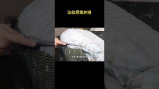 波纹唇鱼刺身制作 #街头美食 #美食vlog #波纹唇鱼 #刀工