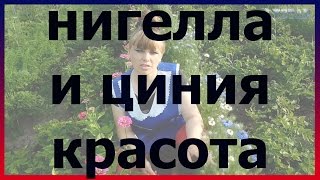 Красота НИГЕЛЛА и ЦИНИЯ. Как вырастить нигеллу и цинию. Выращивание нигеллы и цинии.