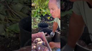 Royal Black Taro/ 'Ele'ele Naioea Harvest