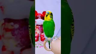 #有滋有味过大年 #萌宠过大年 #快手宠物天团  #parrot #cutebirds