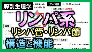 【解剖生理学（循環器系）】リンパ系（リンパ管・リンパ節）構造と機能：リメイクver.