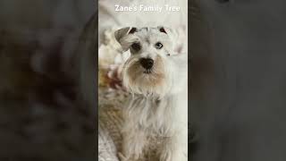 Miniature Schnauzer  History #5monthsold #puppy #dog  #familytree #miniatureschnauzer #puppies