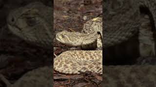 El crótalo diamante occidental o cascabel diamantina del oeste (Crotalus atrox).