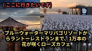 [ここに行きたいです] 068_ ブルーウォーターマリバゴリゾートからラントーレストランまで、1万本の花が咲くローズカフェ  (ナビゲーション、地図、ロードビュー、主要場所の写真、名称)