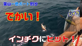 インチクに大物ヒット！【葉山一色ボート釣り】巨大キスも釣れました。