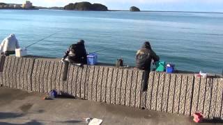 本日の田辺芳養(はや)堤防