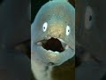 i m not anxious it s just my resting face eel morayeel underwater asmrsounds scuba