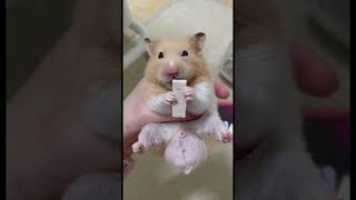 大好きな豆腐を落とすまだしゃん#ハムスター #hamster