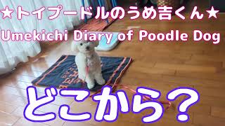 どこから？ ★トイプードルのうめ吉くん(1583日目)★Umekichi Diary of Poodle Dog