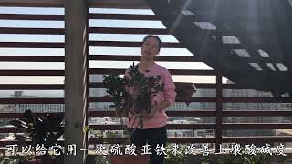 茶花只要这么养护，枝繁叶茂，年年开花，再也不落叶、落花苞！