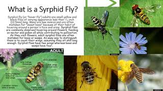 Insect of the Week: Syrphid Fly