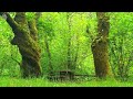 forest bathing🌳 positive energy birds singing u0026 healing forest sounds 🌳 fresh morning ambience