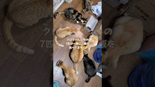 【猫/cat】どうしても8匹揃わないご飯の時間(￣▽￣;)茶トラ＆三毛猫＆キジトラ＆麦わら猫＆クリーム猫【癒し/healing】#shorts