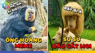 1001 Loạt Khoảnh Khắc VÔ TRI Tại Sở Thú Khiến Khách Thăm Quan Cười Ra Nước Mắt - Top 1 Khám Phá