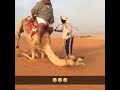 camel falling due to weight of man