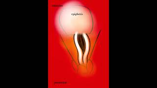 Vocal Cords During Speech