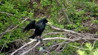 Great Cormorant Pooping \u0026 Self-preening カワウが川の倒木で排便、羽繕い（野鳥）