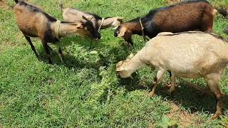 Acacia gerrardii: growing in shamba 7th year update. Goat feed, fence, firewood.