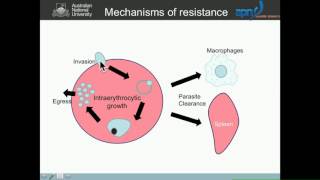 G Burgio: Mutations in beta spectrin protect mice from malaria by increasing parasite susceptibility