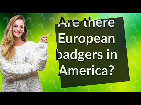 How many American badgers are left in the world?