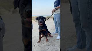 Rotweiler the Fearless