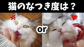 【なつき度診断】猫がなついているか診断してみたら悲惨すぎる結果になりました…【おしゃべりする猫】 【猫アテレコ】