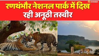 Ranthambore National Park में दिख रही अनूठी तस्वीर, खंडार रेंज में टाइगर्स का दोस्ताना !