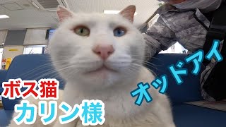 Mr.ボス猫カリン様‼️オッドアイを光らせ縄張りパトロールに出発 #Ferociouscat