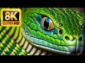 8K HDR 60FPS Dolby Vision - Ultimate Wild Animals Collection 8K ULTRA HD (60FPS HDR10+)