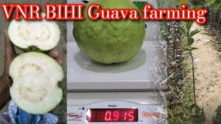 VNR Guava farming /वीएनआर अमरूद साल भर कितना में देनी है लगाने से फायदा क्या है full information