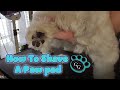 How To Shave A Paw Pad - Basic Edition - Gina's Grooming