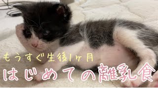 【保護子猫】はじめての離乳食を食べたら満腹で起き上がれなくなった子猫