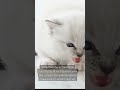 meet the cutest 2 month old regdoll kitten that purrs nonstop