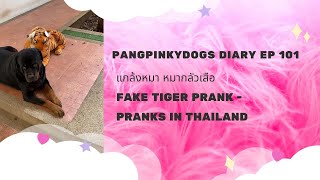 Pangpinkydogs Diary ep 101 l แกล้งหมา หมากลัวเสือ  l   Fake Tiger Prank - Pranks in Thailand