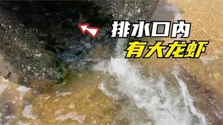 排水口真是赶海宝地啊！无缘无故排放出很多大龙虾，还有大鲍鱼