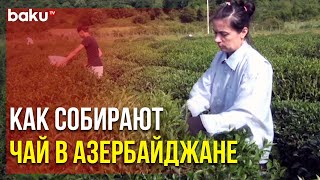 В Загаталах Начался Сбор Урожая Чая