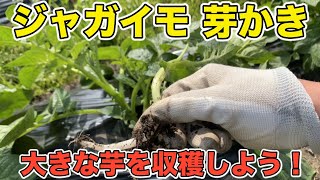 【じゃがいも栽培】芽かきをして大きい芋を収穫しよう！何本残す？芽かきをするタイミングは？