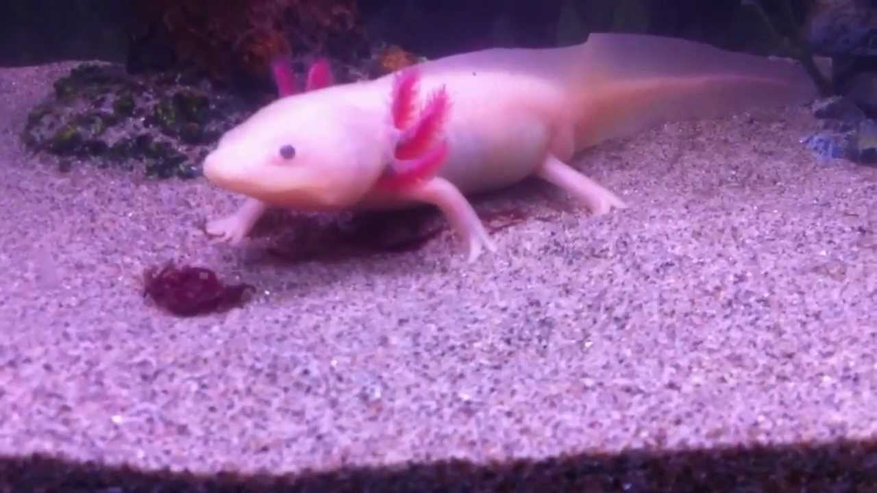 Pablo The Mexican Walking Fish - YouTube