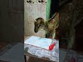 இது முதல்ல maths booka இல்ல english booka humor funny animals goatlovers subscribetomychanel